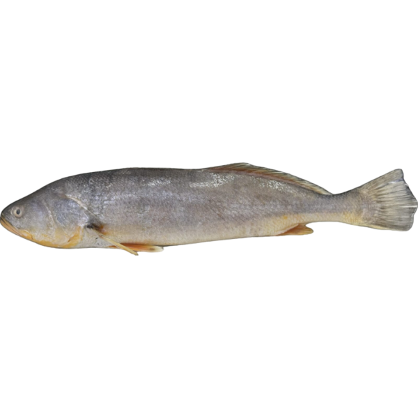 Pescada Amarela