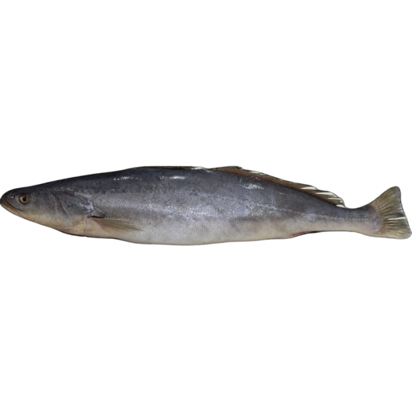 Pescada Cambucu G