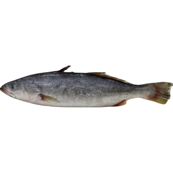 Pescada Cambucu P