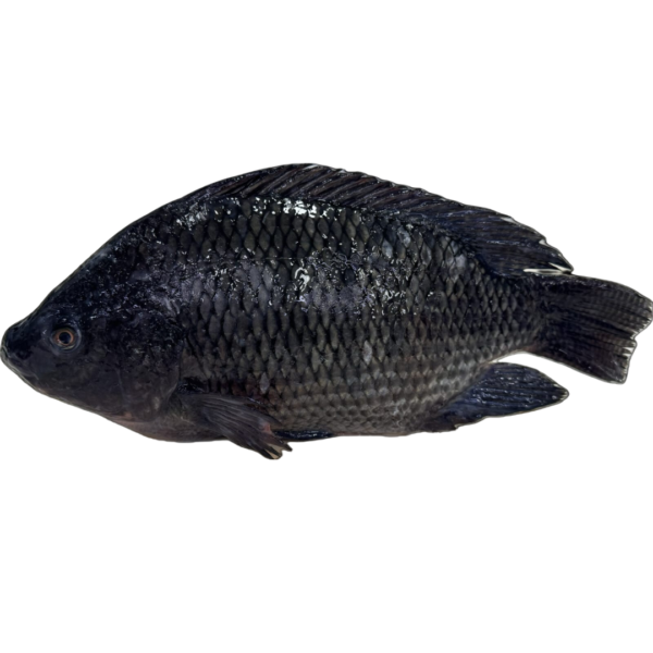 Tilapia